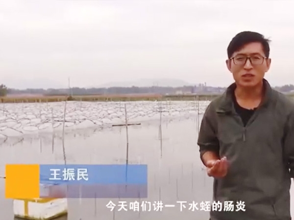 必赢亚洲胀气型肠炎产生法规及防治步骤